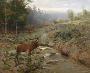 Branco di cervi in una radura della foresta da Christian Kröner